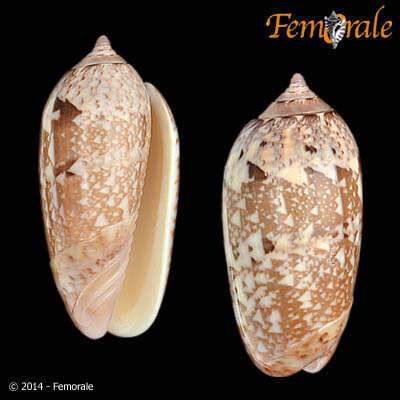 Image of <i>Oliva splendidula</i>