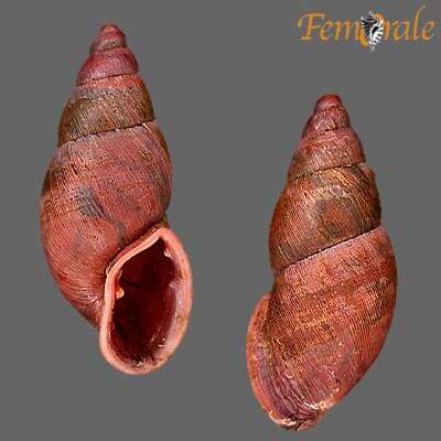 Image of <i>Macrodontes</i> cf. <i>simplex</i> (Thiele 1906)