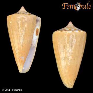 Image de Conidae J. Fleming 1822