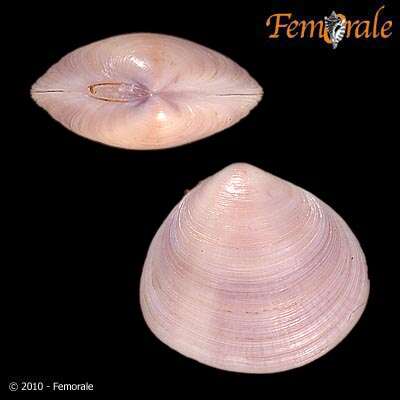 Imagem de Psammobiidae J. Fleming 1828