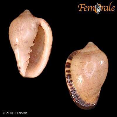 Image of Marginella Lamarck 1799