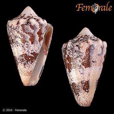 Image of cone snails