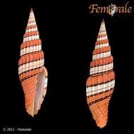 صورة Turbinelloidea Rafinesque 1815