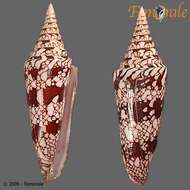 Image of cone snails