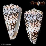 Image of cone snails