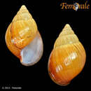 Image of Achatina bayaona Morelet 1866