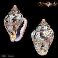 Image of Columbella Lamarck 1799