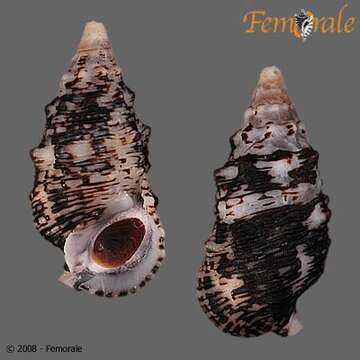 Слика од <i>Cerithium adustum</i> Kiener 1841