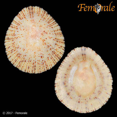 Image of variable limpet