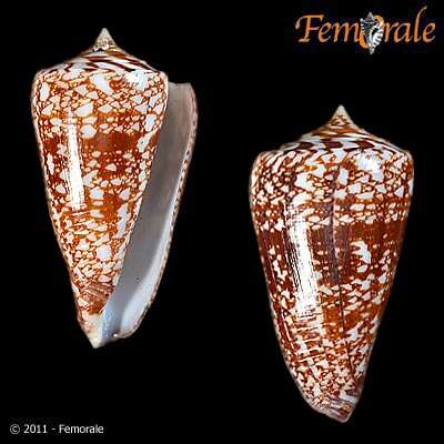 Conus amadis Gmelin 1791的圖片