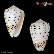 Image of cone snails