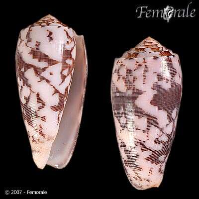 Image of cone snails