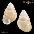 صورة <i>Achatinella caesia cognata</i> Gilick 1858