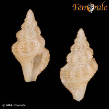 Image of Pseudomelatomidae J. P. E. Morrison 1966