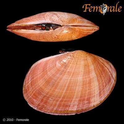 Imagem de Psammobiidae J. Fleming 1828