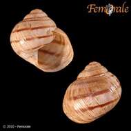 Image of Helix Linnaeus 1758