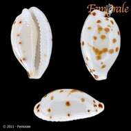 Image of Ransoniella Dolin & Lozouet 2005