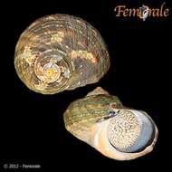 Image of turban snail