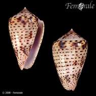 Image of Conasprella Thiele 1929