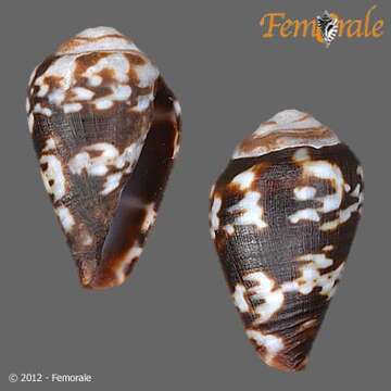 Image of Conus Linnaeus 1758