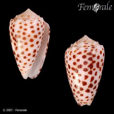 Image of cone snails