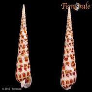 Image of Needle Whelks