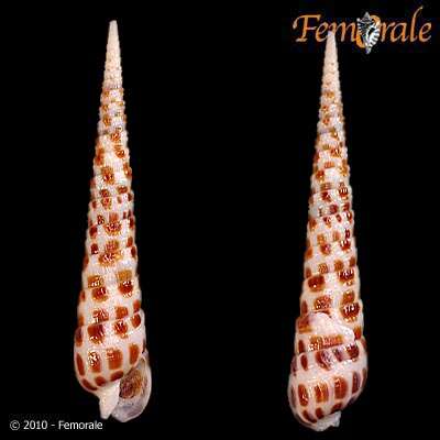 Image of Needle Whelks