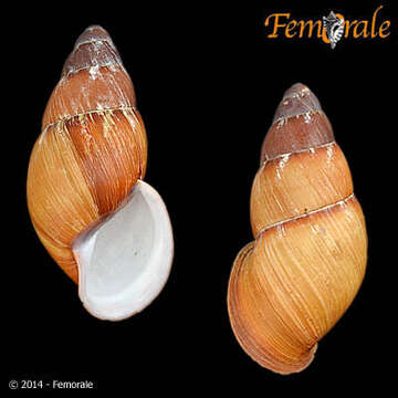 Image of Chrysallis