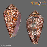 Image of Dall's cone