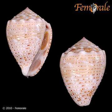 Image of cone snails