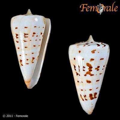 Image of cone snails