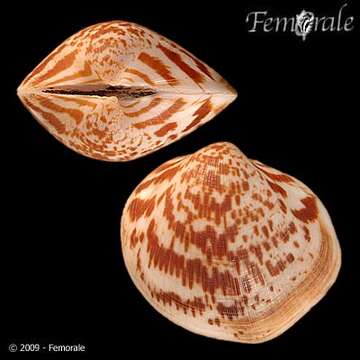 Слика од Glycymerididae Dall 1908