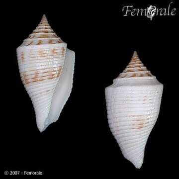 Image of Conasprella Thiele 1929