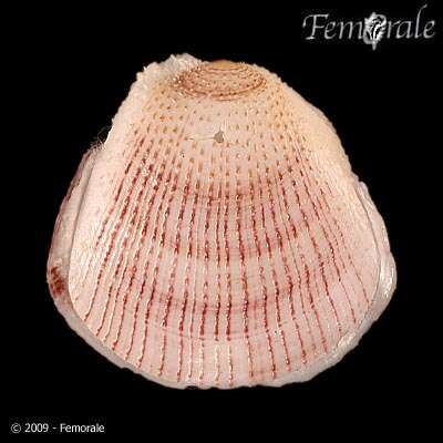 Image of coral clam