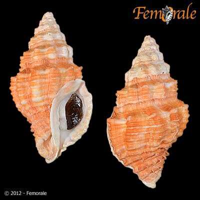 Image of Turbinellidae Swainson 1835