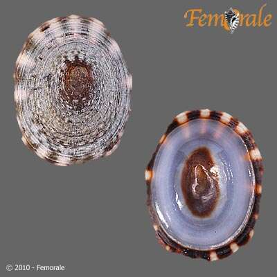 Image of tortoiseshell limpets