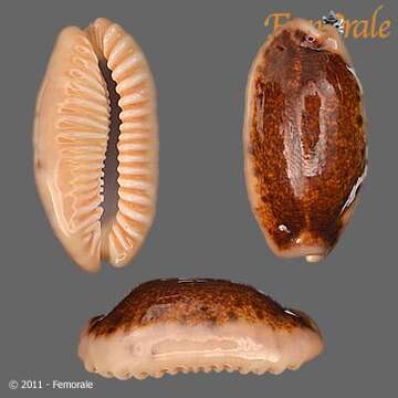 Image of Orthogastropoda