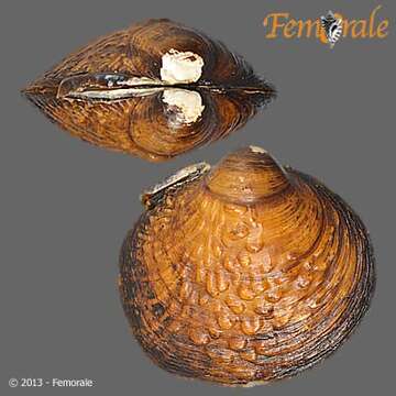 Image of Purple wartyback mussel