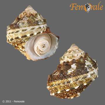 Image of turban snail