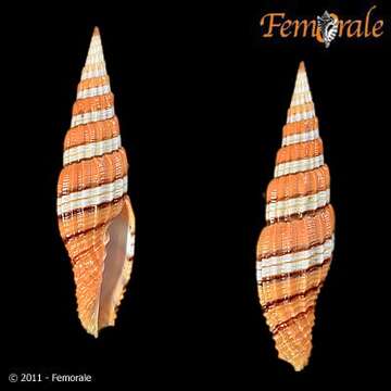 Image of Turbinelloidea Rafinesque 1815