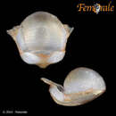 Image of <i>Cavolinia longirostris</i>