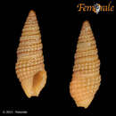 Image de Crassispira flavocincta (C. B. Adams 1850)