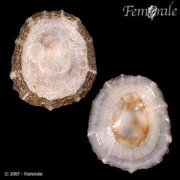 صورة Nacellidae Thiele 1891