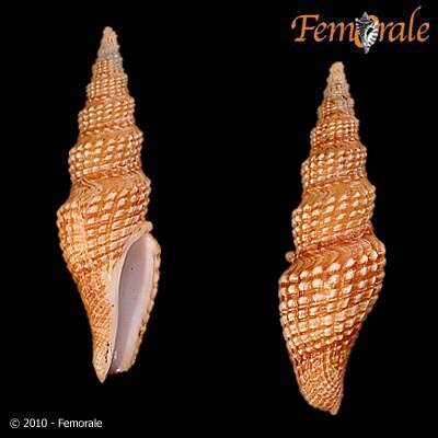 Image of Pseudomelatomidae J. P. E. Morrison 1966