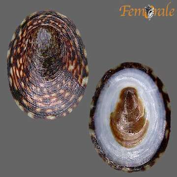 Image of unclassified Gastropoda