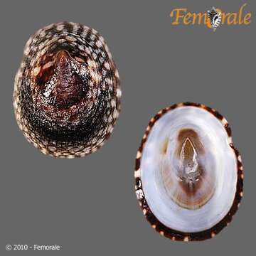 Image of tortoiseshell limpets