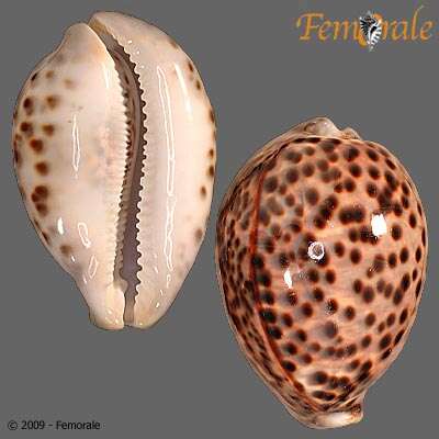 Image of tiger cowrie