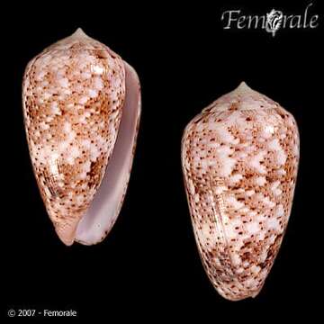 Image of cone snails