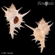 Image of <i>Chicoreus formosus</i> (Sowerby 1841)