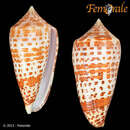 Image of Conus lynceus G. B. Sowerby II 1858